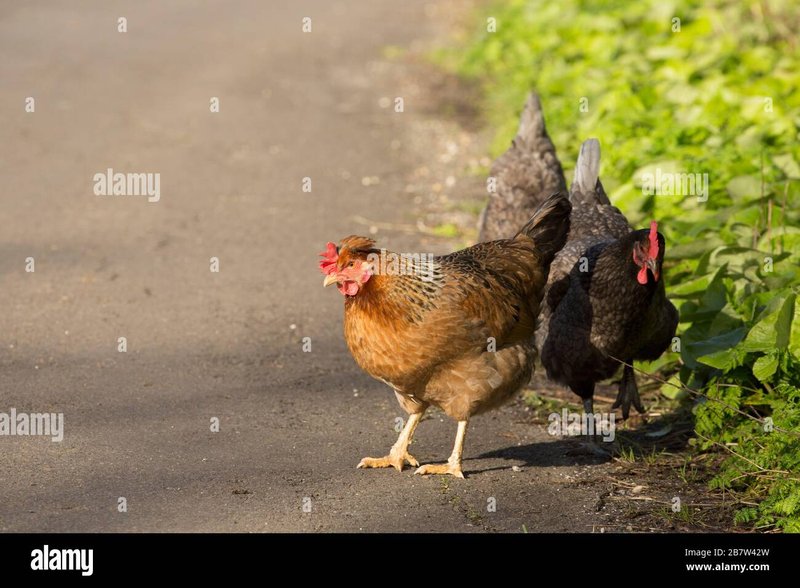 Chicken road gokkast, chicken road Chicken road gokkast, chicken road